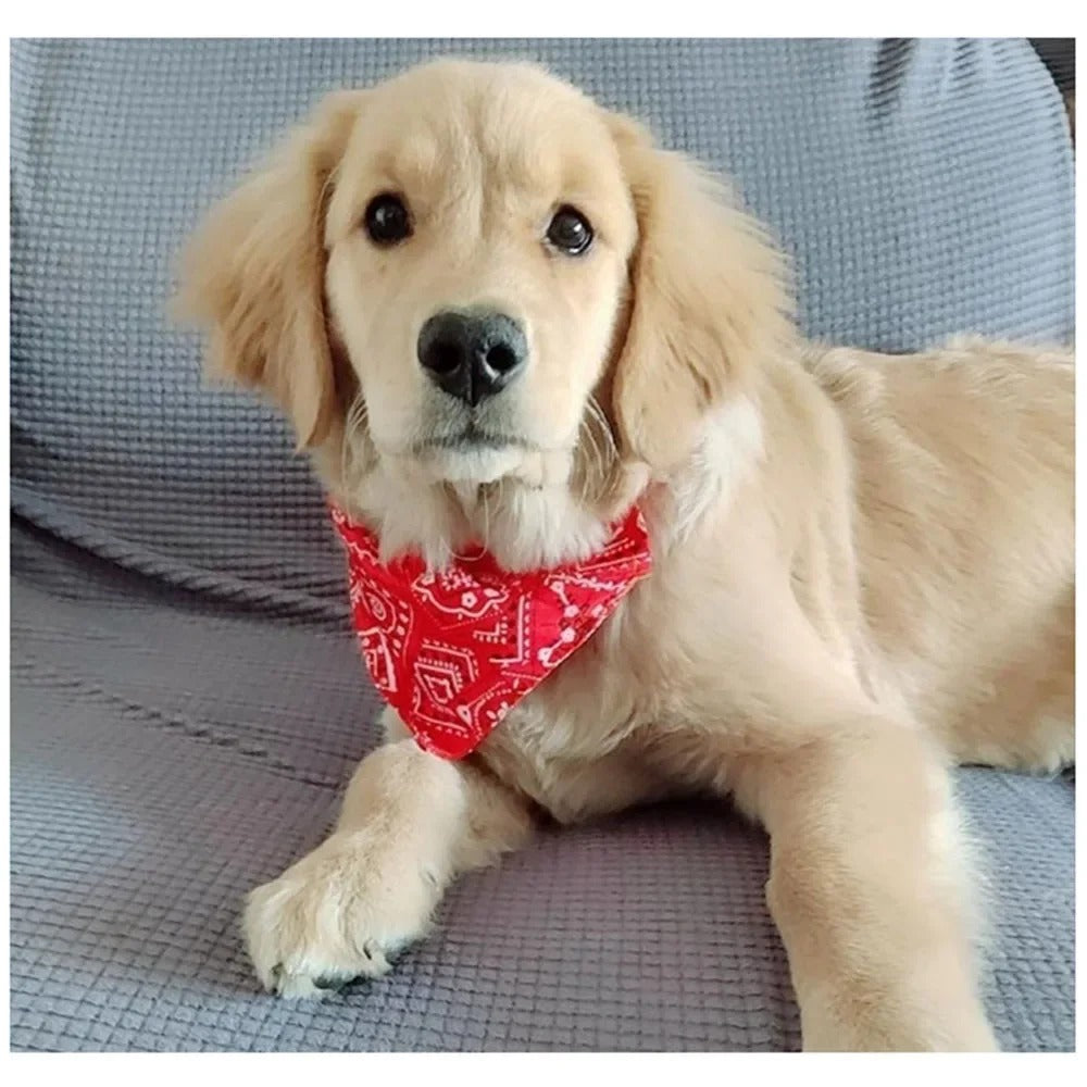 Collar de Bandana para mascotas